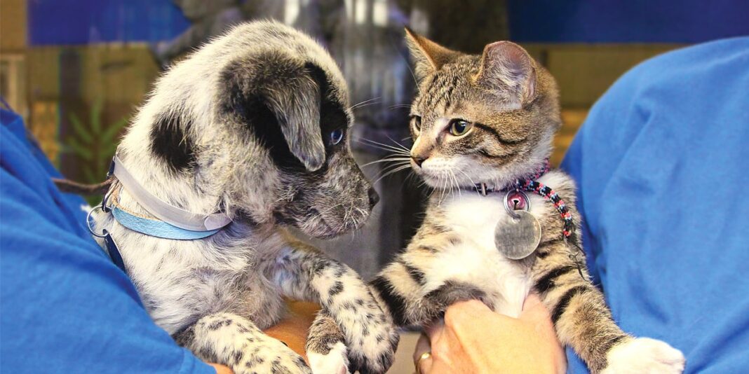 Looking for clarity regarding adoption fee for feral cats I'm fostering.