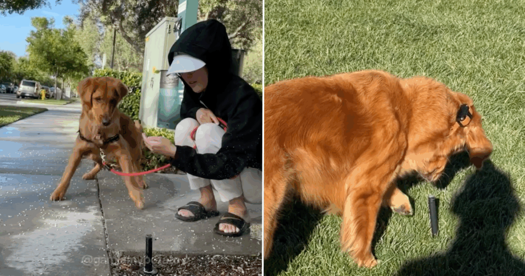 Video: Golden Retriever Doesn't Know How to React Every Time a Sprinkler Pops Up