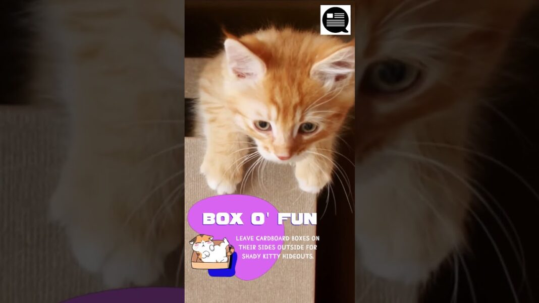 How to Keep Your Kitty Cat Cool During The Hot Summer Months