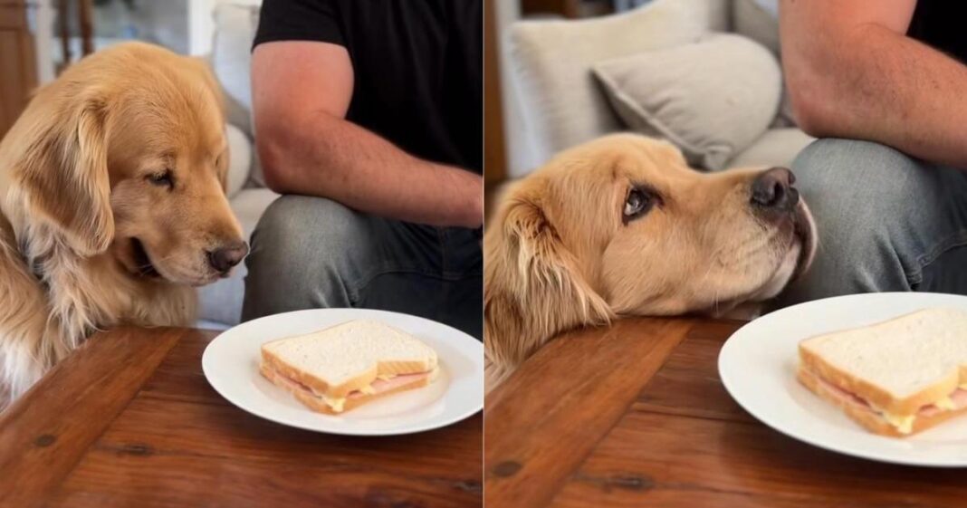 Golden Retriever Is 'Pro' at Begging for Food