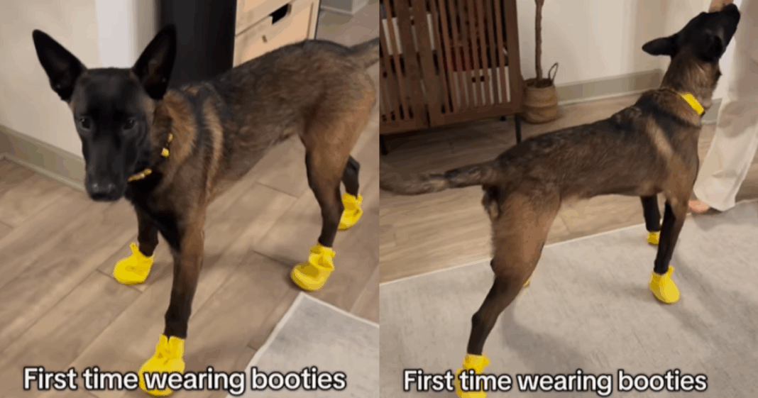 Video: Belgian Malinois Learning To Walk in Booties Is a Mix of Chaos & Cute