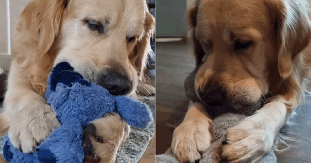 Golden Retriever’s Interactions With Plushies Make for a Surprising Video
