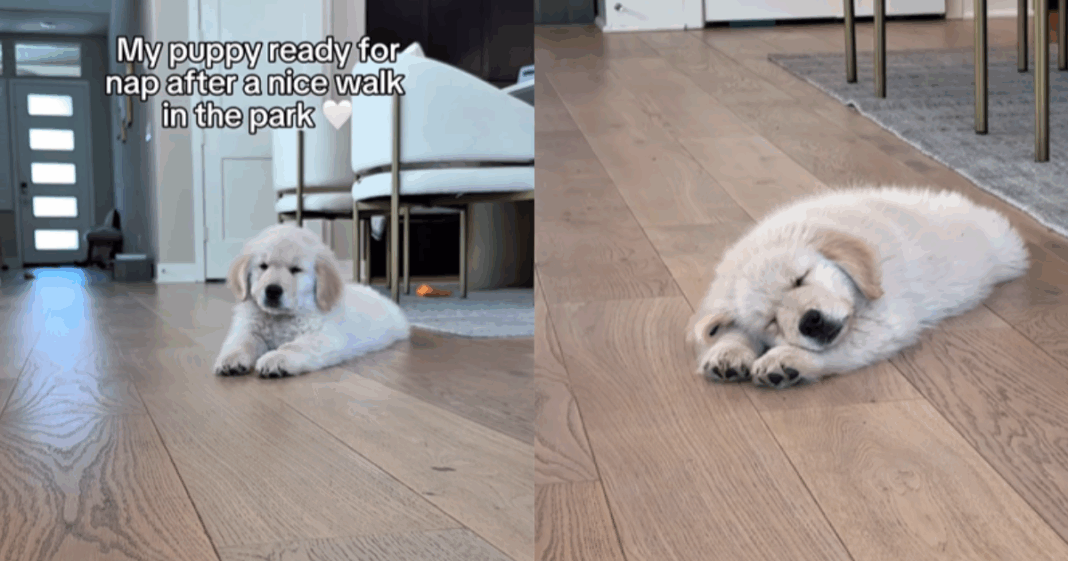 Puppy Preps for a Nap Right After Walk in the Park in Cute Video