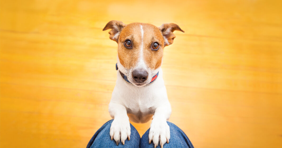 Why Does My Dog Stare at Me?