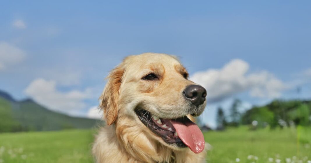 Why Is My Dog Panting So Much? What You Should Know