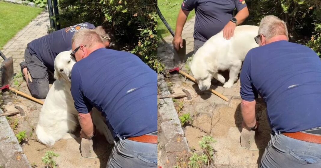 Video: Golden Retriever Steals Kisses While Assisting Men With ‘Important Work'